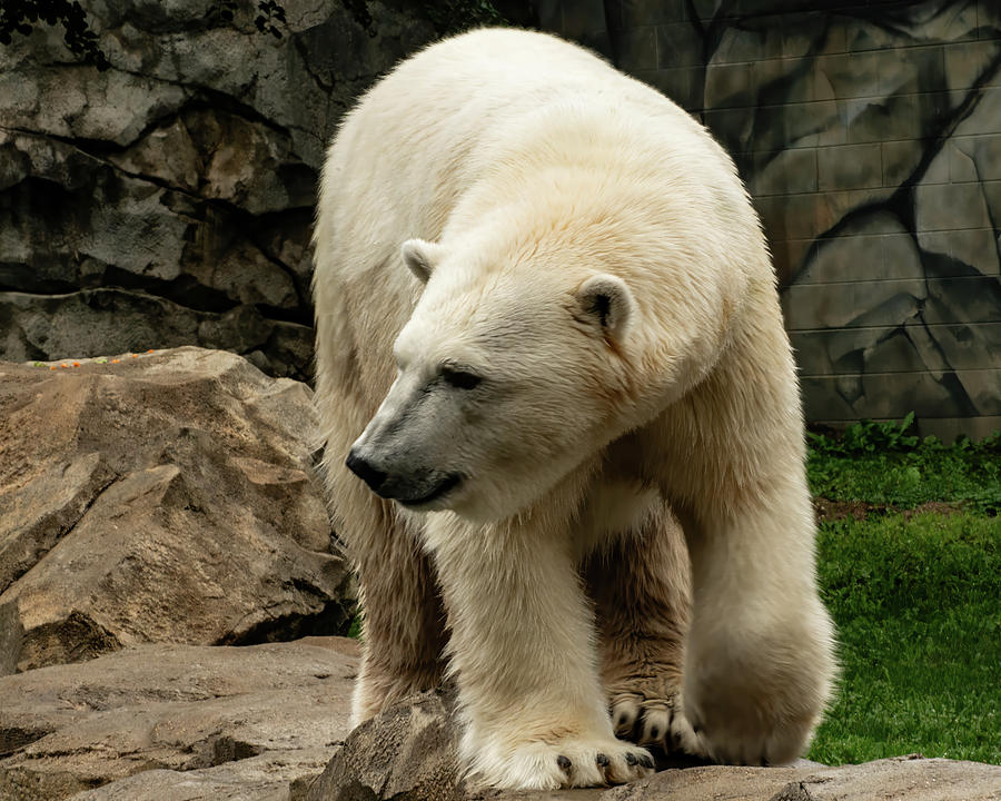 Polar Bear 002 Photograph by Flees Photos