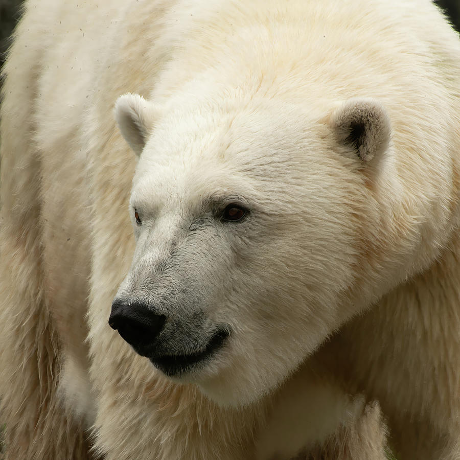 Polar Bear 003 Photograph by Flees Photos Polar Bear 003 Photograph by Flees Photos