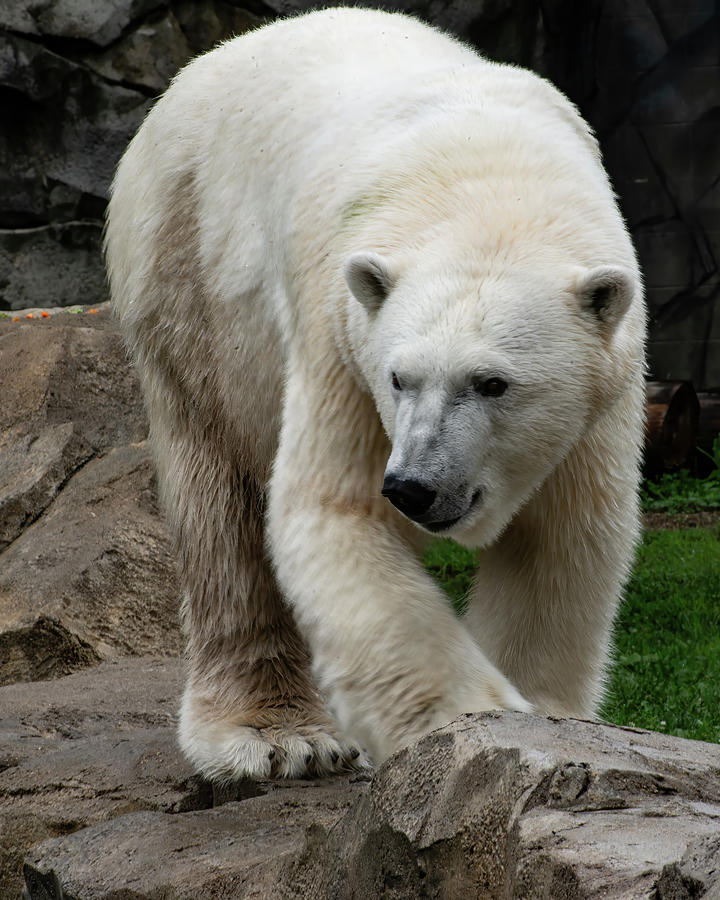 Polar Bear 004 Photograph by Flees Photos