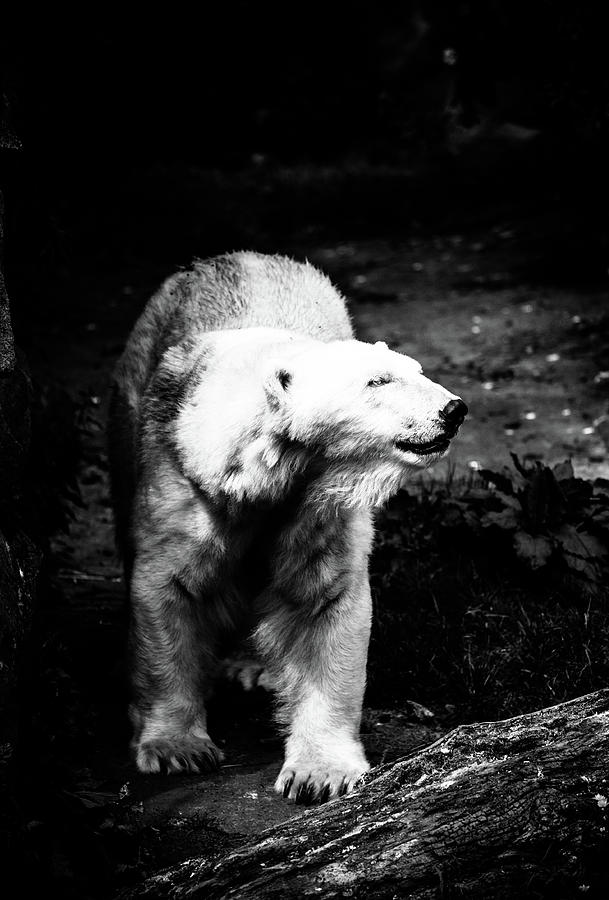 Polar Bear 2 Photograph by Hakon Soreide
