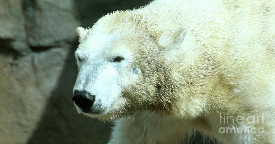 Animal Photograph - Polar Bear-7859 by Gary Gingrich Galleries