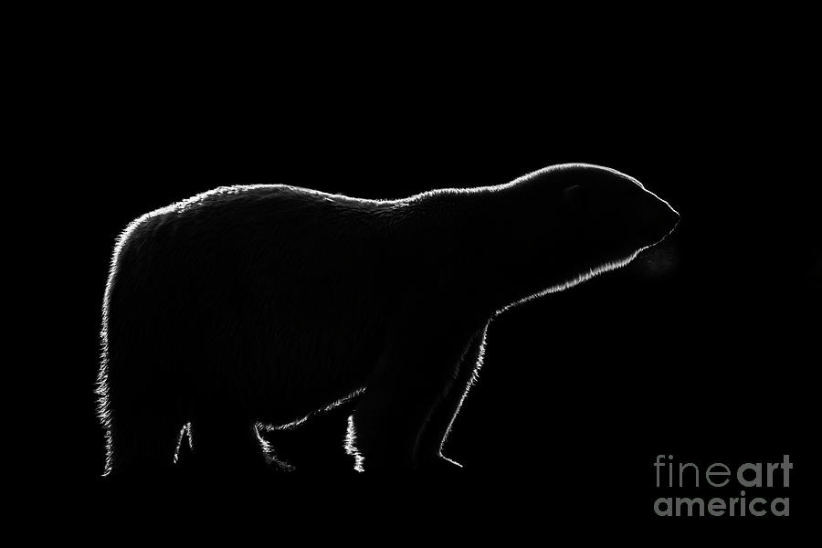 Black And White Photograph - Polar Bear by Arterra Picture Library