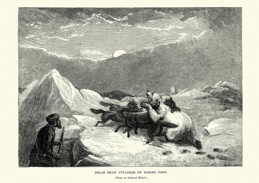 Polar Bear attacked by Eskimo dogs, 19th Century Drawing by Duncan1890