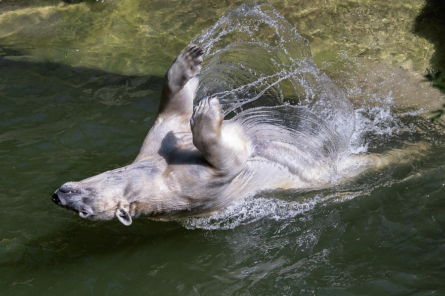 Polar bear bathing and playing in the water pool, Ursus maritimu ...