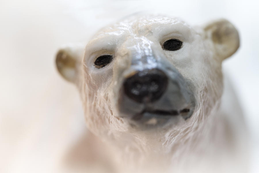 Polar Bear Photograph by Brais Seara