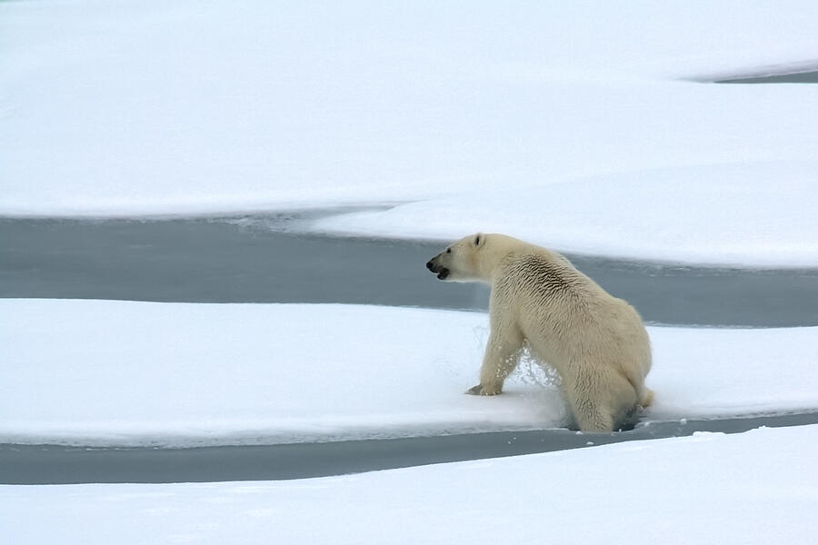 Wildlife Photograph - Polar Bear Breaks Ice by Mango Art
