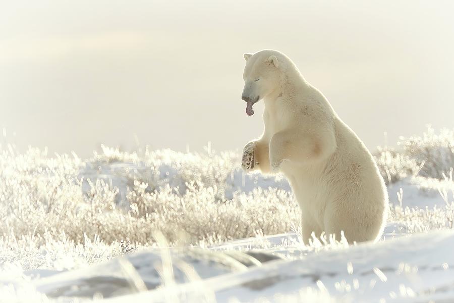 Polar Bear catching snow on tongue Photograph by Coby Cooper
