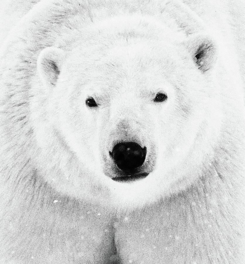 Polar Bear Close up Photograph by Coby Cooper