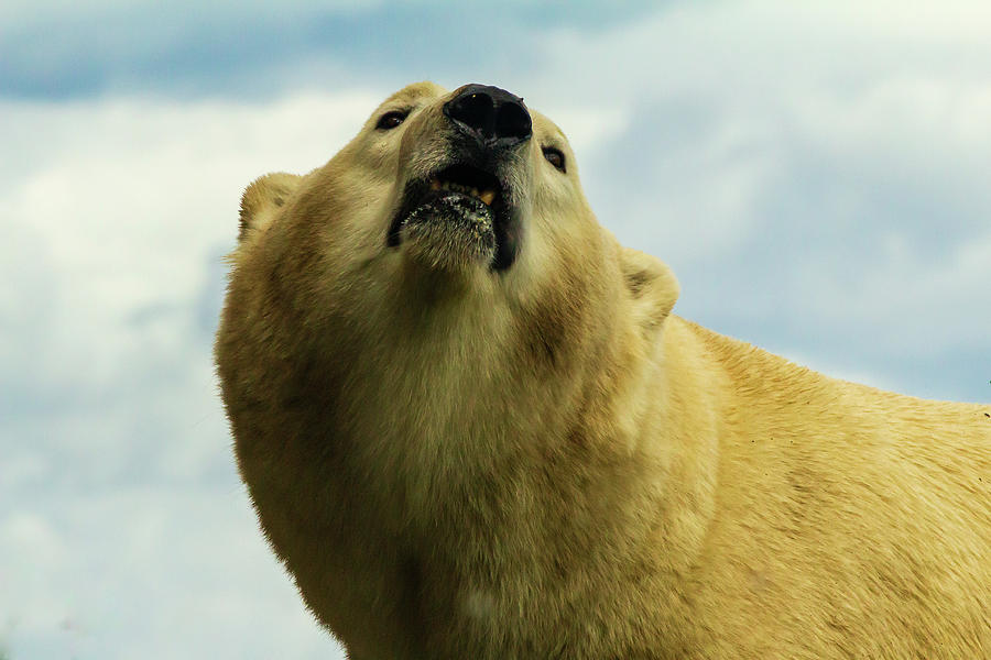 Polar Bear close up Photograph by SAURAVphoto Online Store