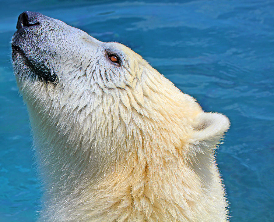 Polar bear Photograph by Copyright Lindsay E. Hickman