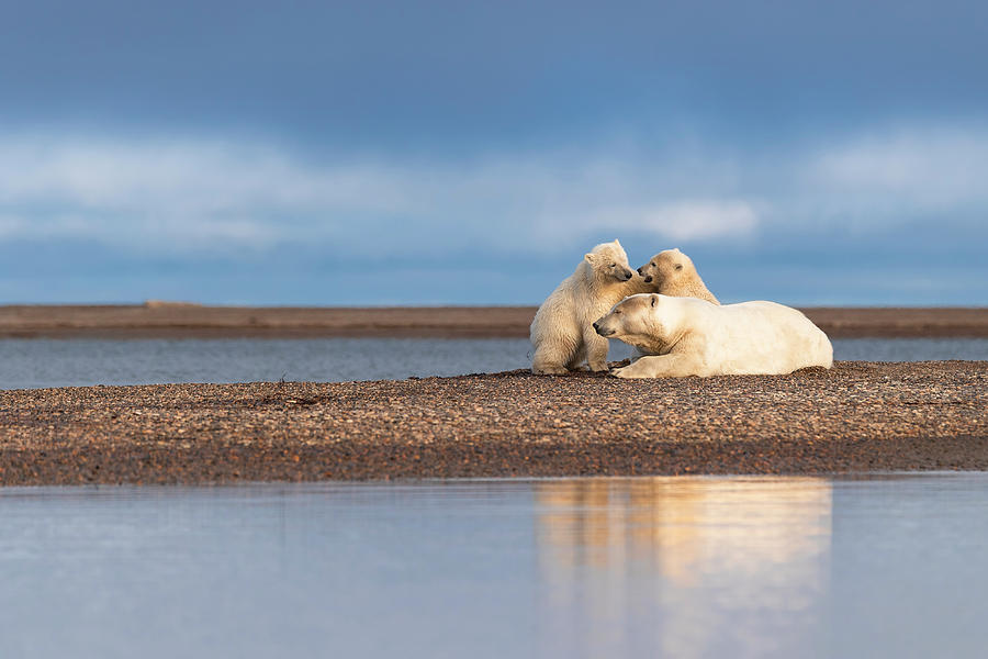 Polar Bear Cubs at Play Photograph by Scott Slone