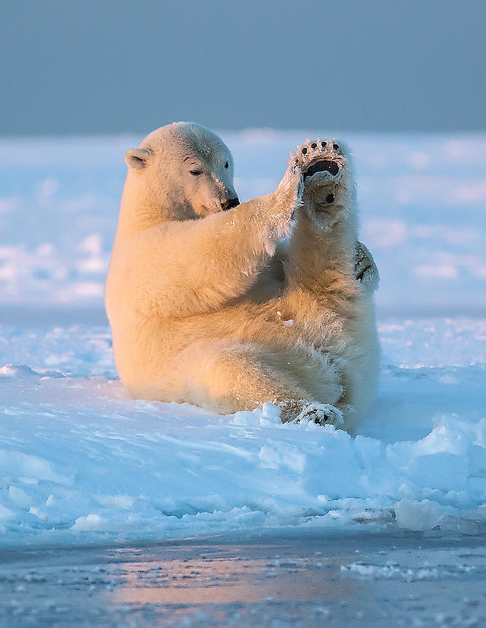 Polar Bear Doing some Yoga Photograph by Michael J. Cohen, Photographer