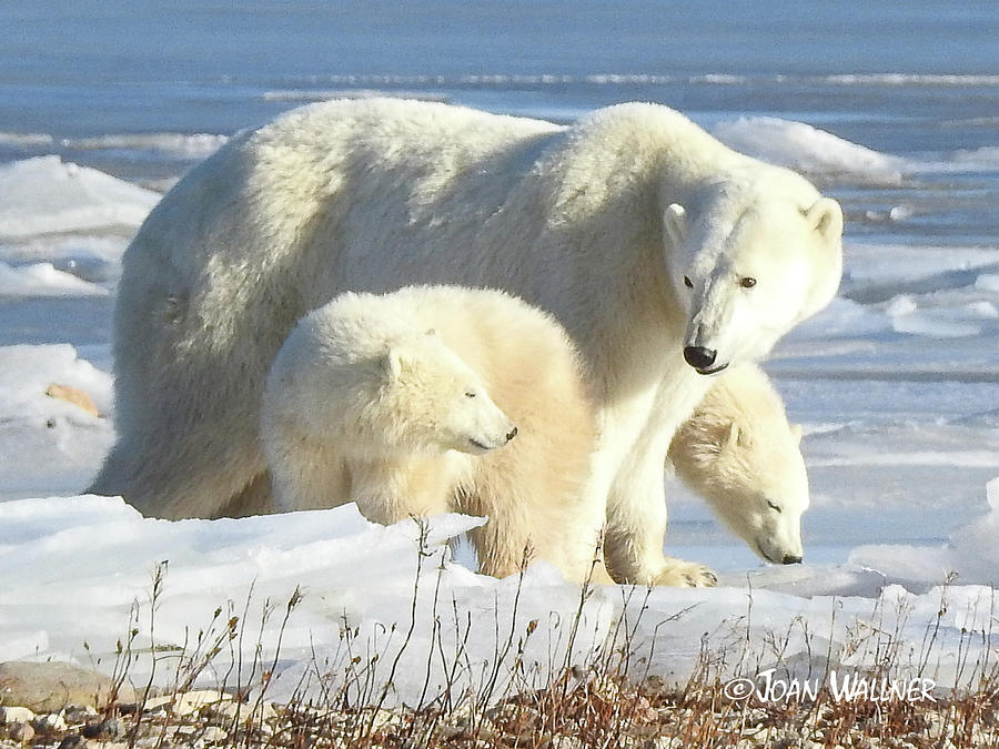 Polar Bear Family Photograph by Joan Wallner