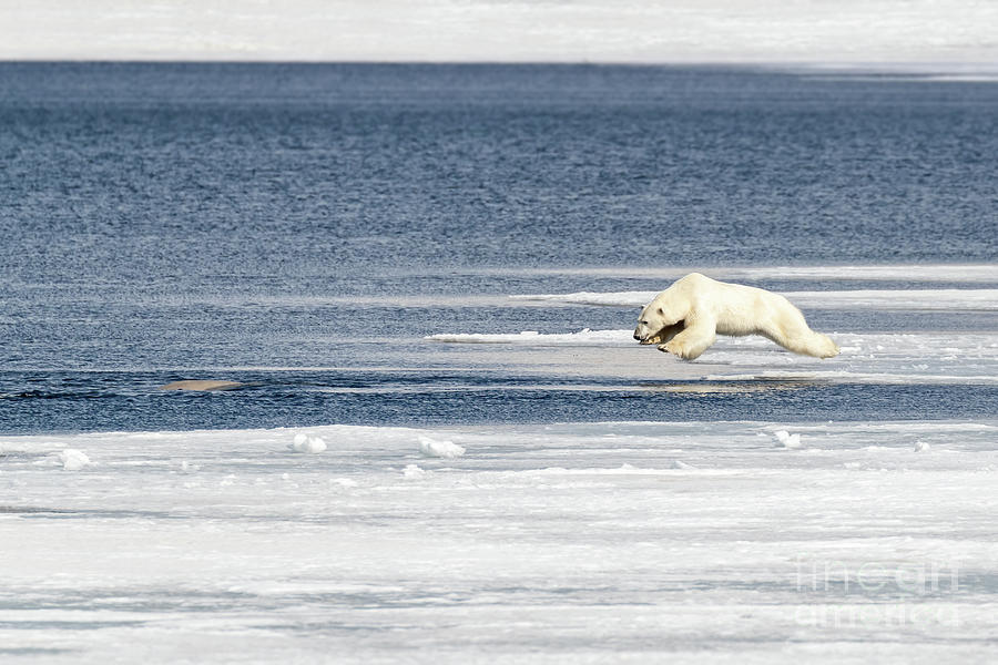 Polar bear in mid air as he jumps from the ice into the Arctic ocean Photograph by Jane Rix