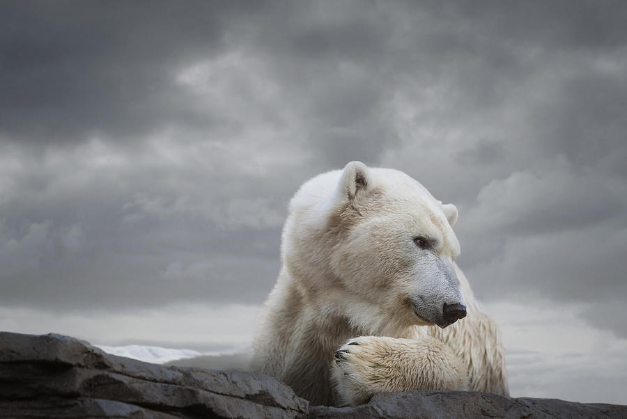 Polar Bear in Naturalistic Setting Photograph by Ed Freeman