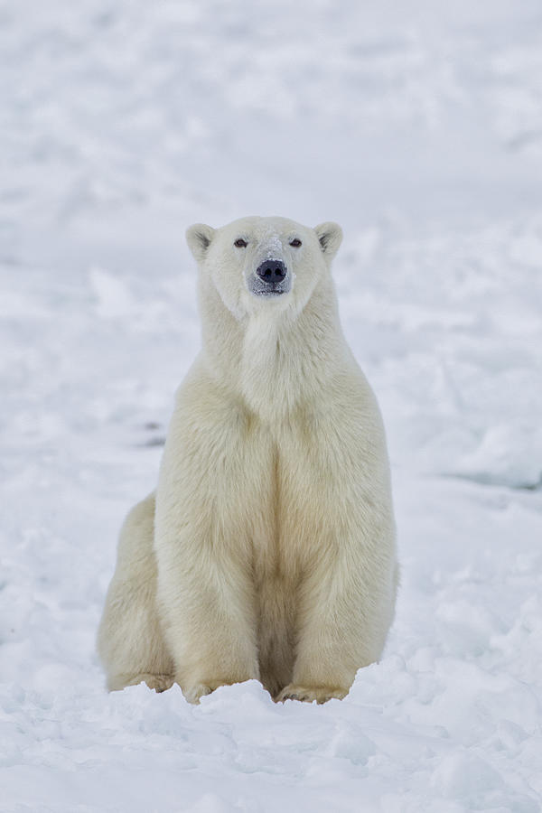 Polar Bear in snow Photograph by Stan Tekiela Author / Naturalist / Wildlife Photographer