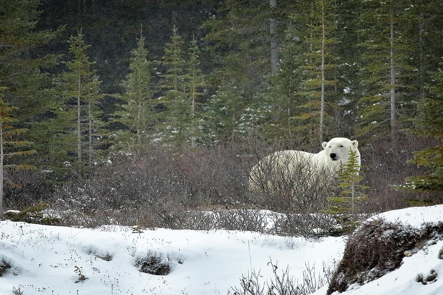 Polar Bear in the brush Photograph by Coby Cooper