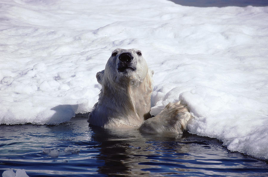 Polar Bear in the Water Photograph by GeoStock