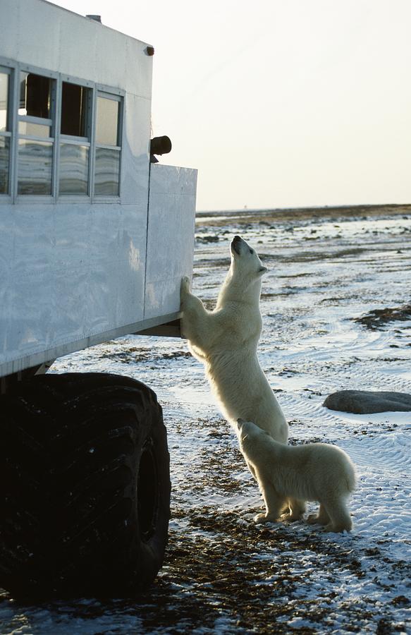 Polar bear inspects tundra buggy. Churchill, Canada Photograph by Jeff Foott
