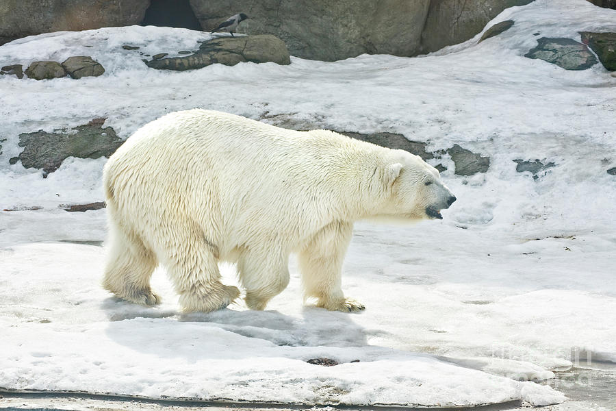 Polar bear Photograph by Irina Afonskaya