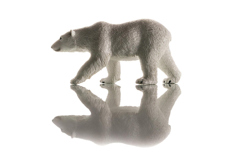 Polar Bear Isolated Photograph by Mike Fusaro