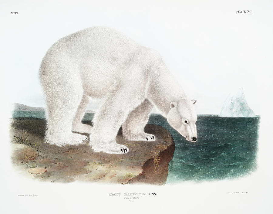 Polar Bear John Woodhouse Audubon Mixed Media by World Art Collective