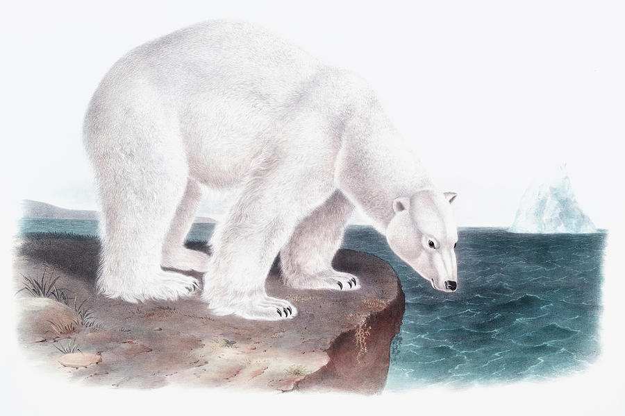 John James Audubon Drawing - Polar Bear by John Woodhouse Audubon