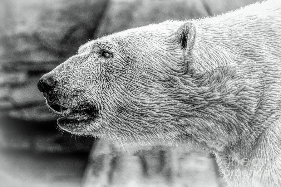 Ferocious Polar Bear Photograph by Lynn Sprowl