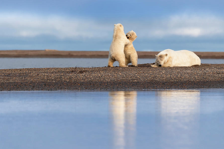 Polar Bear Cubs at Play #1 Photograph by Scott Slone
