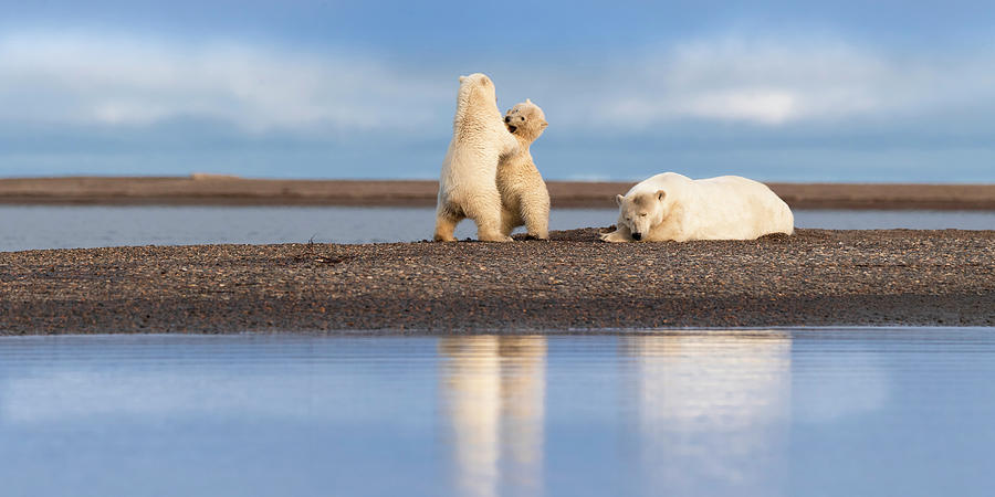 Polar Bear Mom and Cubs Photograph by Scott Slone
