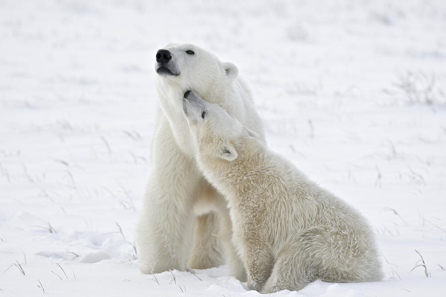 Polar bear mother and cub Photograph by Rebecca R Jackrel