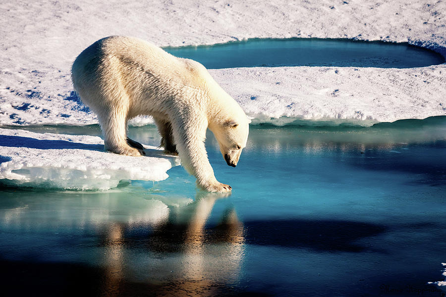 Wildlife Photograph - Polar Bear by Nasa