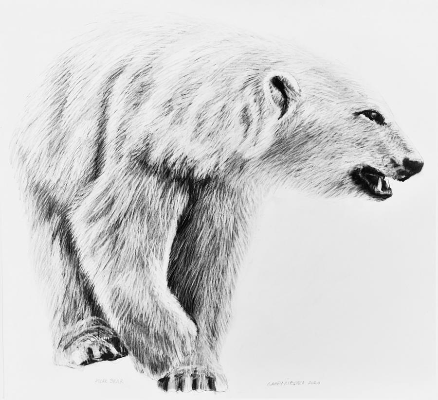 Polar Bear, No. 5 Drawing By Garey Riester