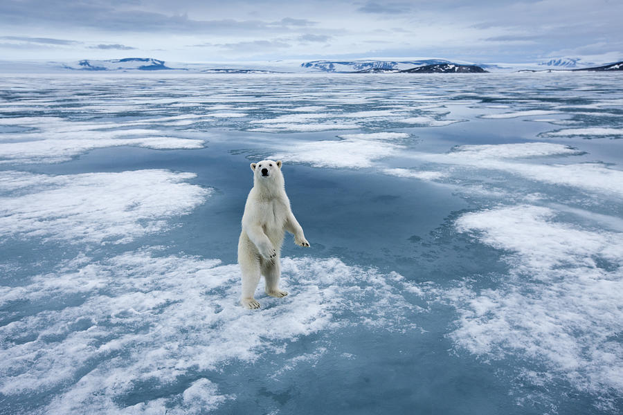 Polar Bear, Nordaustlandet, Svalbard, Norway Photograph by Paul Souders