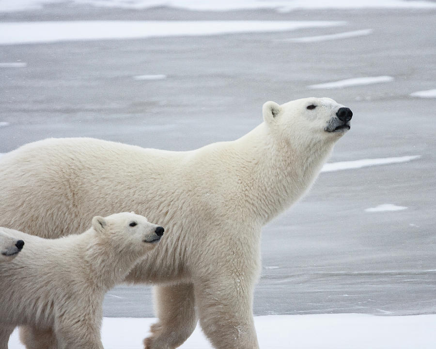 Polar Bear Noses. Photograph By Barry Tarr - Fine Art America