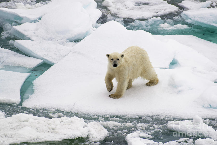 Polar Bear on Arctic Sea Ice in Svalbard Photograph by Tom Schwabel