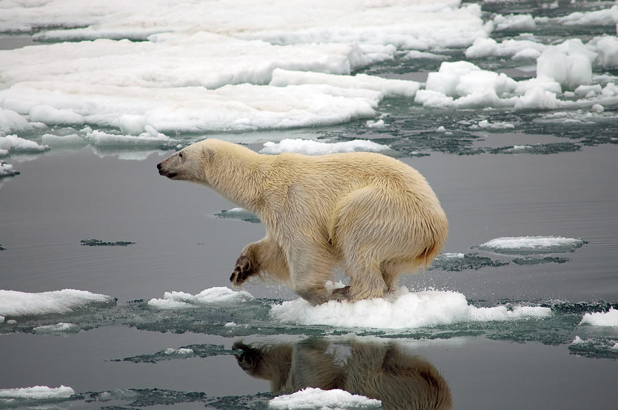 Polar bear on dire straits over small piece of ice Photograph by Ekvals