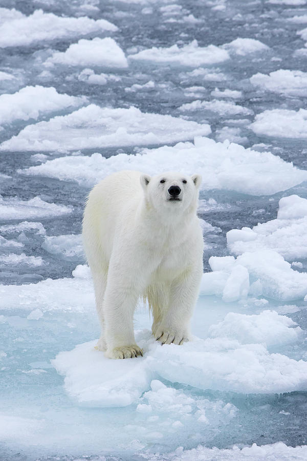 Polar Bear on Ice Photograph by Arterra Picture Library