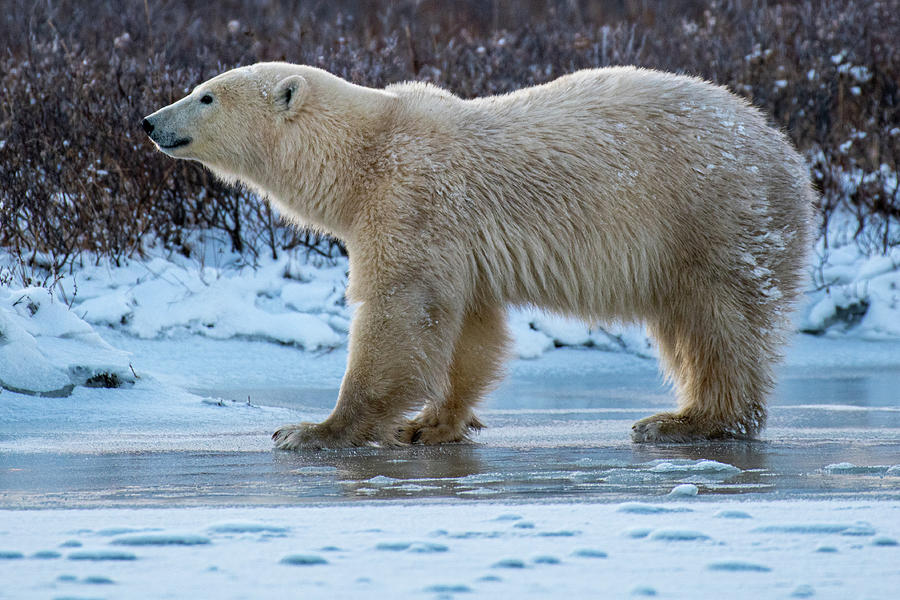 Polar Bear on Ice Photograph by Mark Hunter