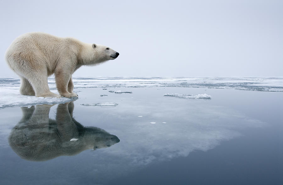 Polar Bear on Melting Ice, Svalbard, Norway Photograph by Paul Souders