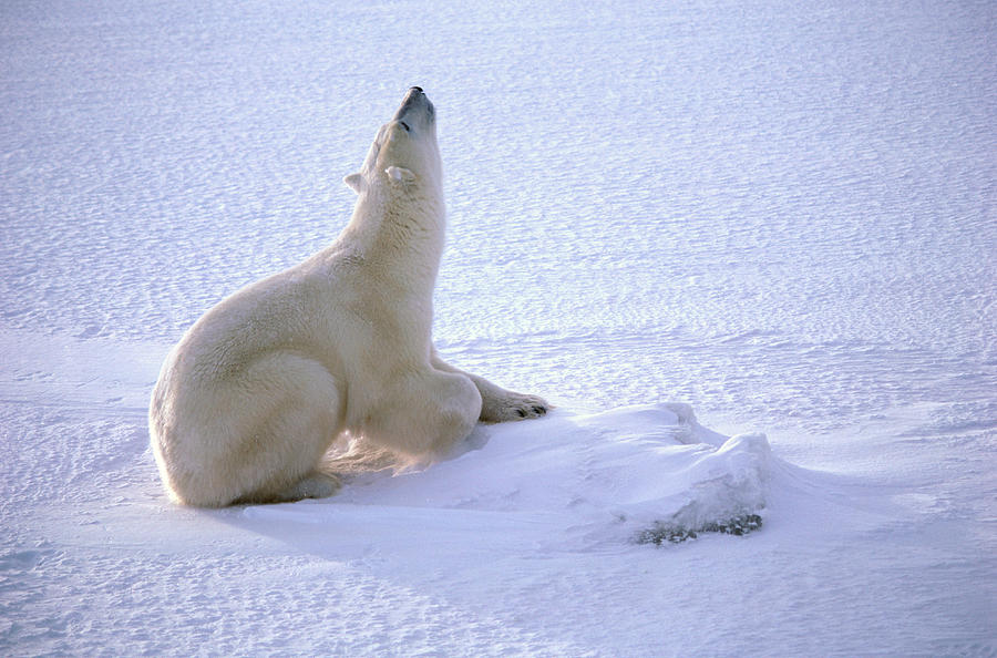 Polar Bear On Snow Looking Up In Canada Photograph by Joseph Van Os