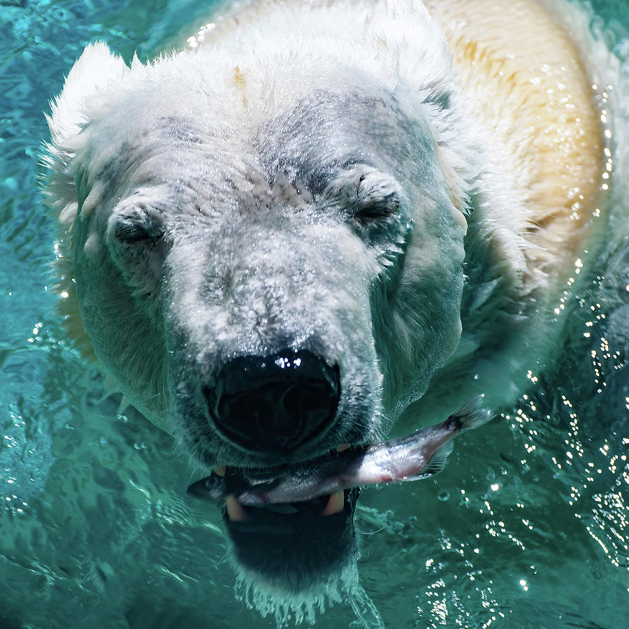 Polar Bear Portrait 001 Photograph by Flees Photos