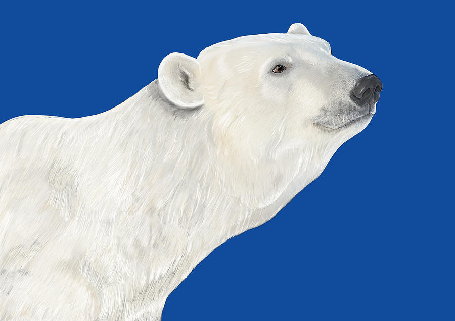 Polar Bear Portrait Mixed Media by Judy Cuddehe