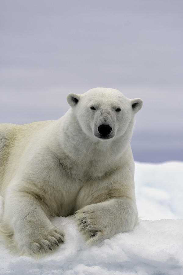 Polar Bear Portrait Photograph by Justinreznick