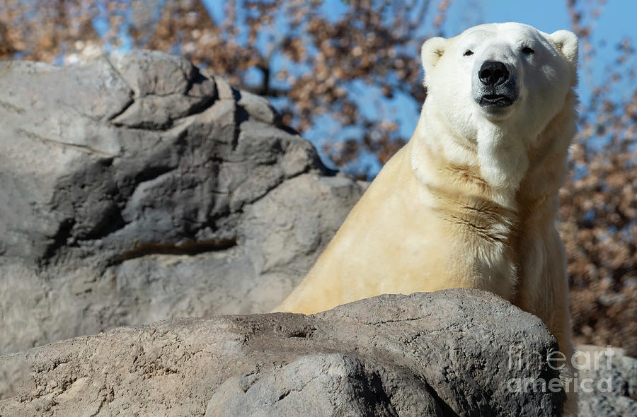 Polar Bear Portrait  Photograph by Ruth Jolly