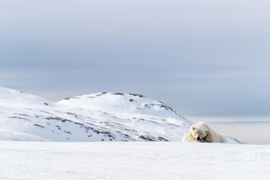 Polar bear resting on the snow in Svalbard Photograph by Jane Rix