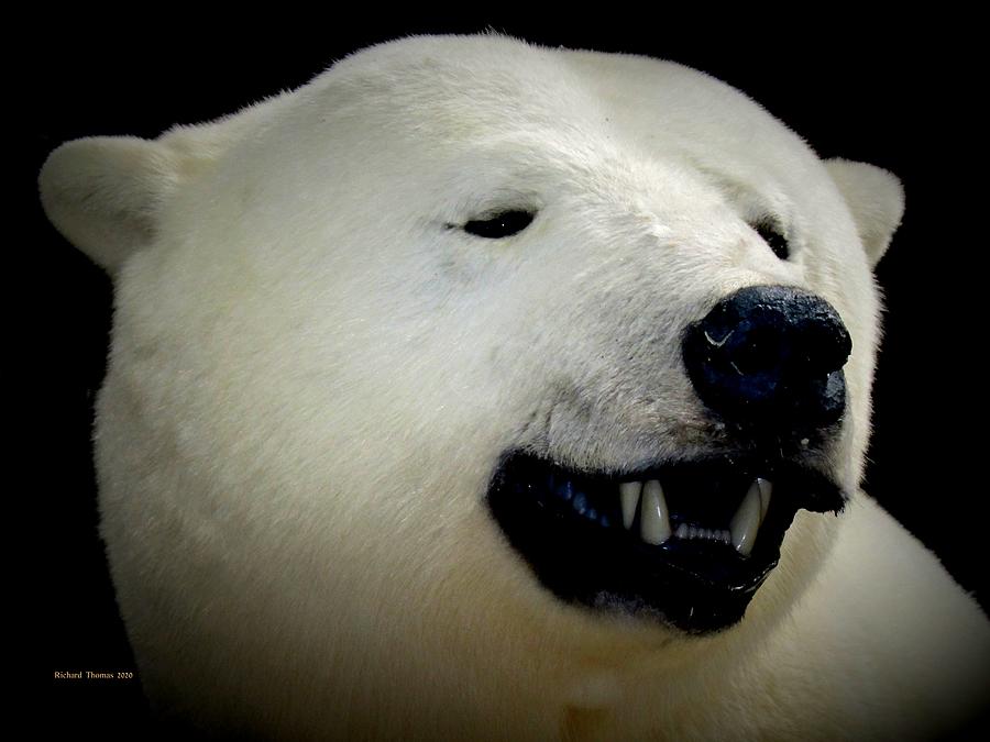 Polar Bear Photograph by Richard Thomas