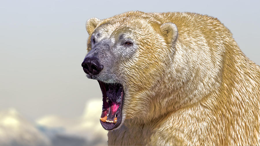 Polar Bear roar Photograph by BlackAperture