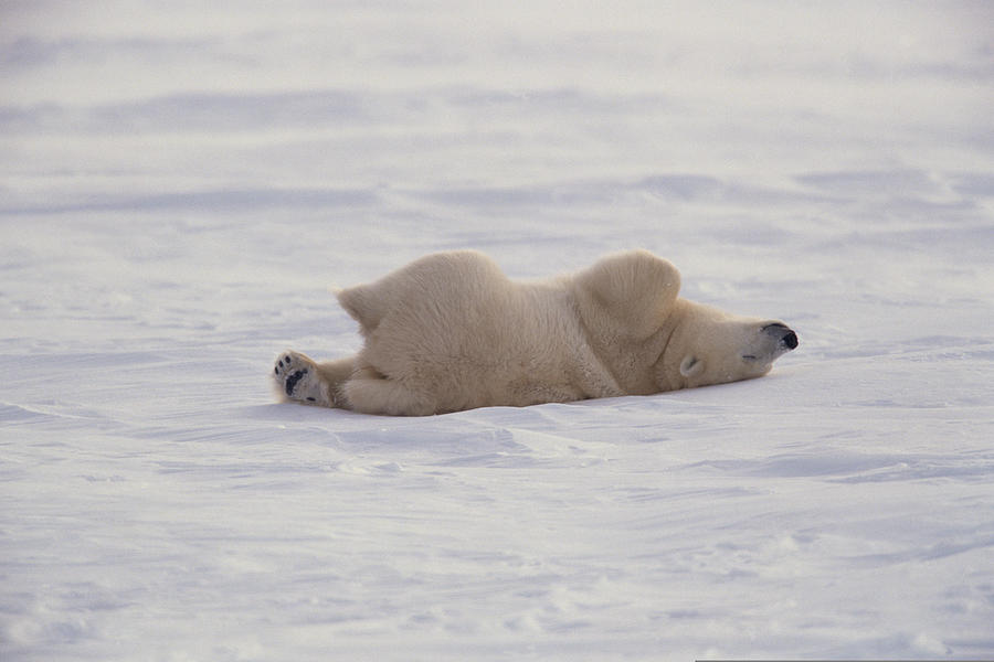 Polar bear rolling in snow , Canada Photograph by Comstock Images