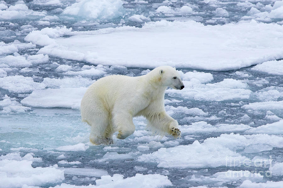 Polar Bear Running on Ice Photograph by Arterra Picture Library